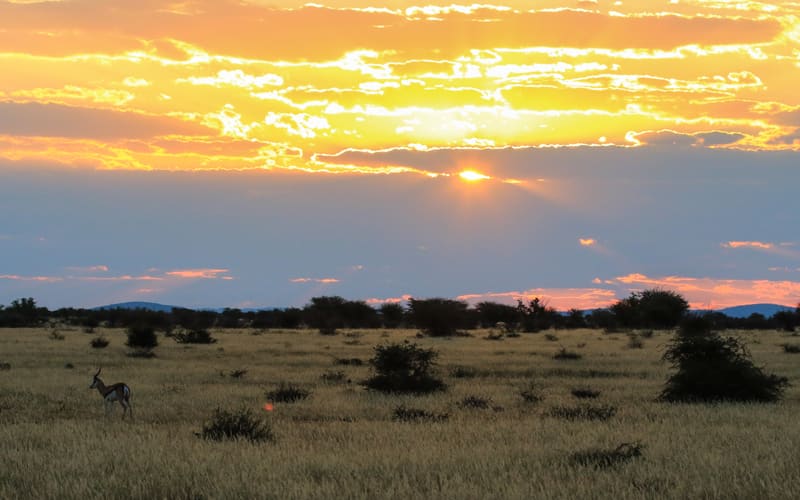 1711375119 953 Rezervatia naturala Namibia Parcul National Etosha.jpeg&nocache=1