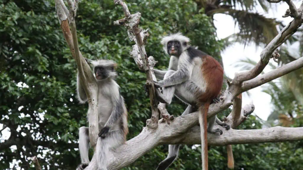 Parcul Național Jozani Chwaka Bay de pe insula Zanzibar