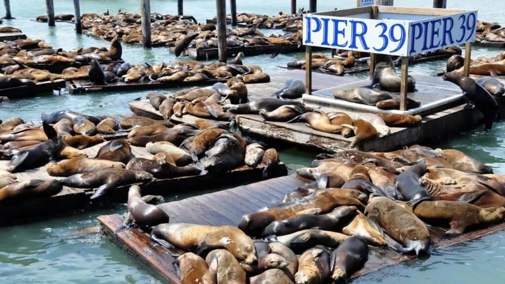 Pier 39 din San Francisco, California