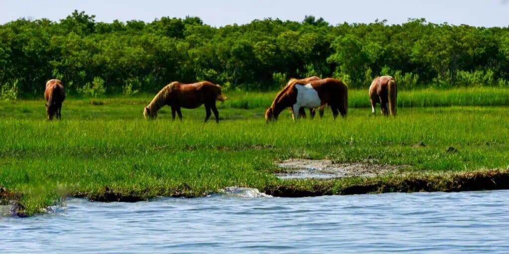 Coasta Națională a Insulei Assateague