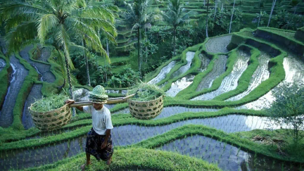 Câmpurile de orez Tegalalang din Bali