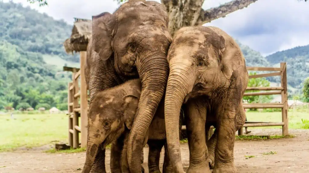 Parcul Natural Elephant din Chiang Mai, Thailanda