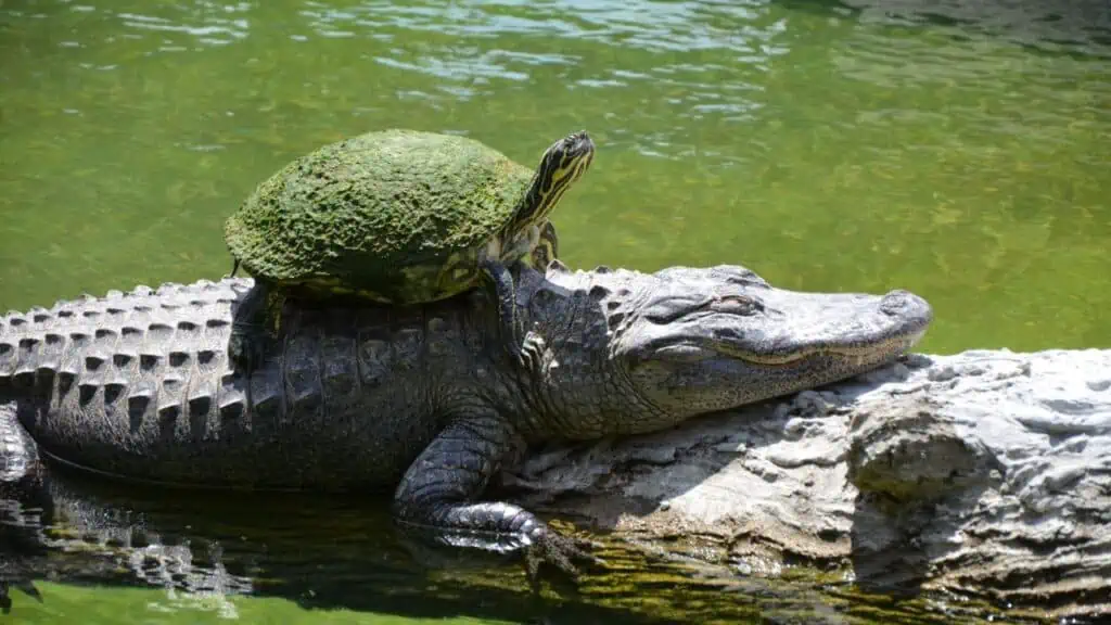 Parcul Național Everglades din Florida