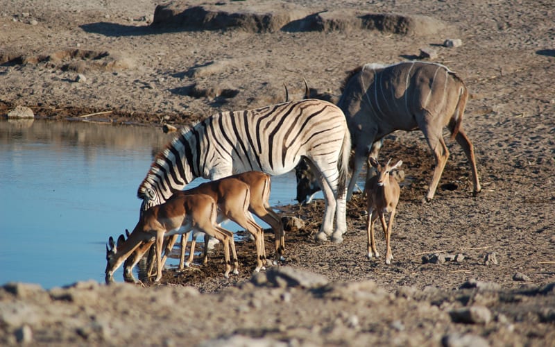 Rezervatia naturala Namibia Parcul National Etosha.jpeg&nocache=1